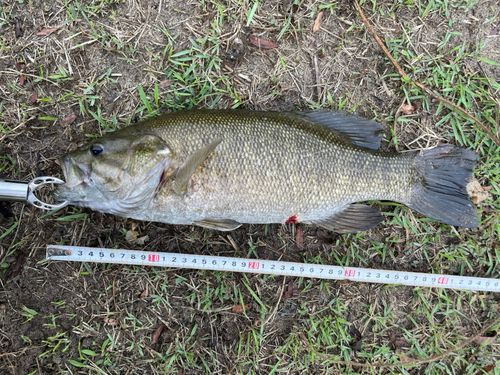 スモールマウスバスの釣果
