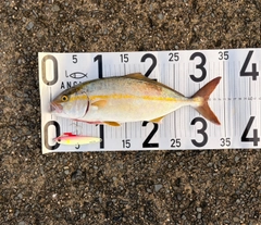 シオの釣果