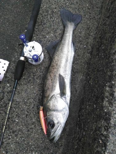 スズキの釣果
