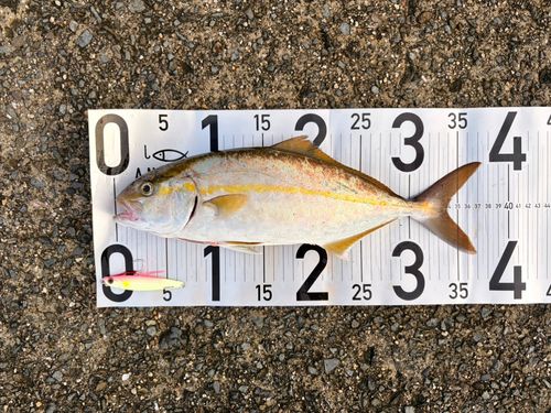 シオの釣果