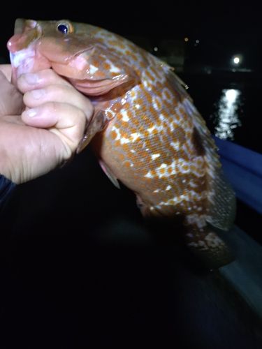 キジハタの釣果