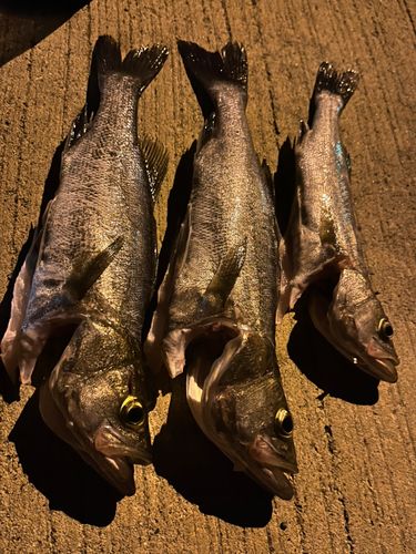 セイゴ（タイリクスズキ）の釣果