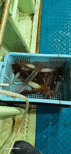 スルメイカの釣果