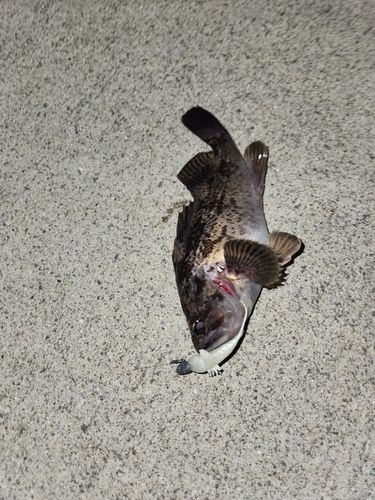 クロソイの釣果