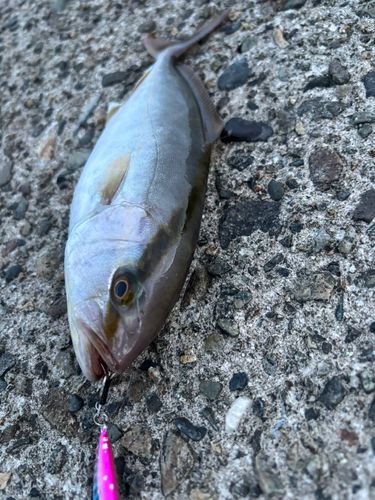 ツバイソの釣果