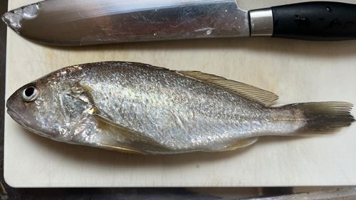 イシモチの釣果
