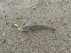 マゴチの釣果