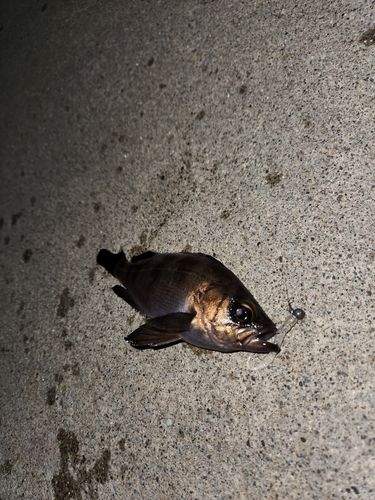 メバルの釣果