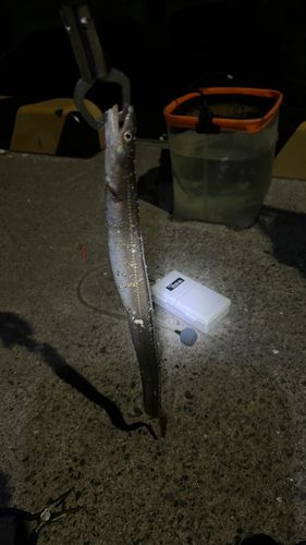 アナゴの釣果