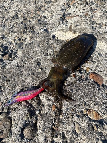 アオリイカの釣果