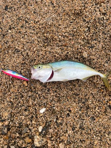 ツバスの釣果