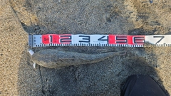 マゴチの釣果