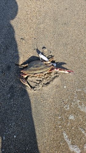 ワタリガニの釣果