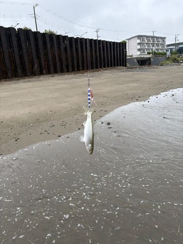 ボラの釣果