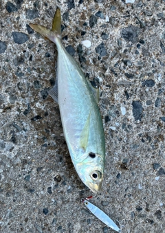 マルアジの釣果