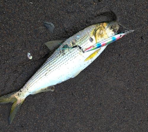 コノシロの釣果