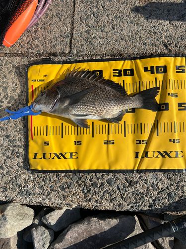 クロダイの釣果