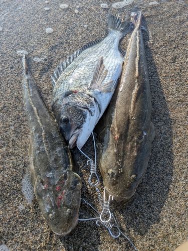 マゴチの釣果