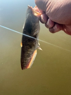 ナマズの釣果