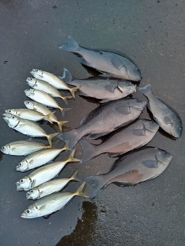 メジナの釣果