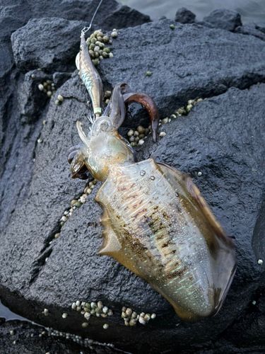 アオリイカの釣果