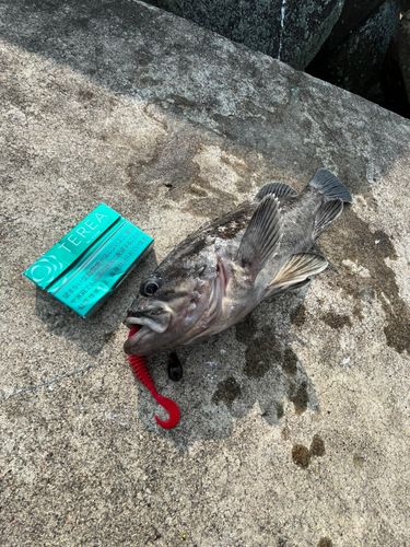 クロソイの釣果