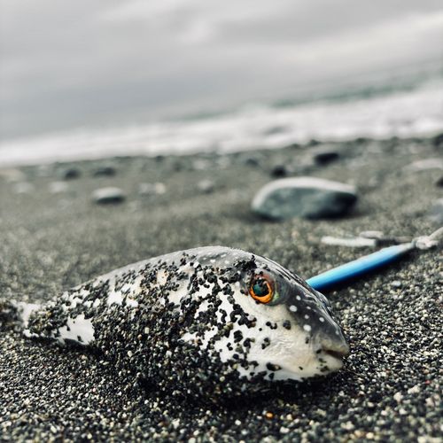クサフグの釣果