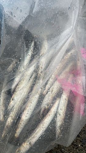 カマスの釣果