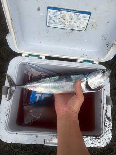 ソウダガツオの釣果