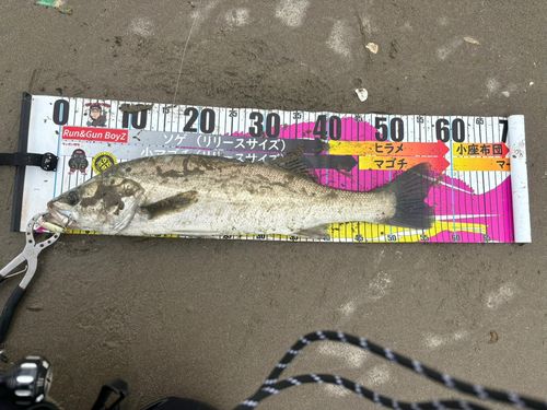 シーバスの釣果