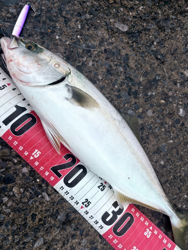 イナダの釣果