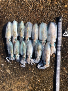 アオリイカの釣果