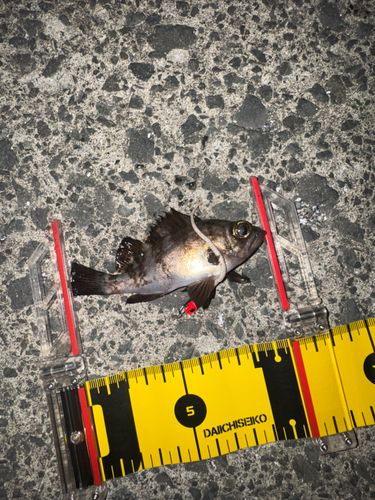 メバルの釣果
