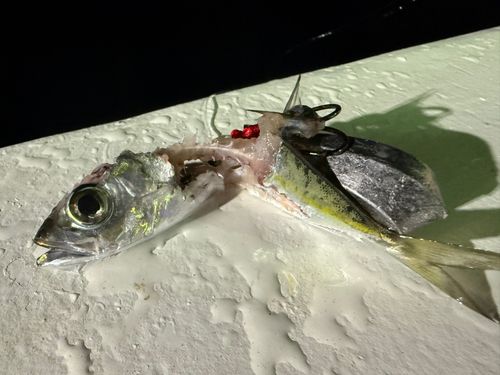 グルクマの釣果
