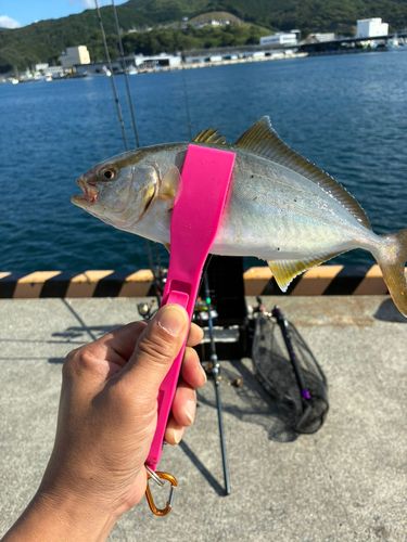 ショゴの釣果