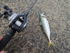 サバの釣果