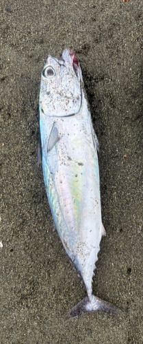 ソウダガツオの釣果