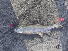 アキアジの釣果