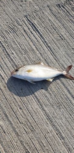 ショゴの釣果