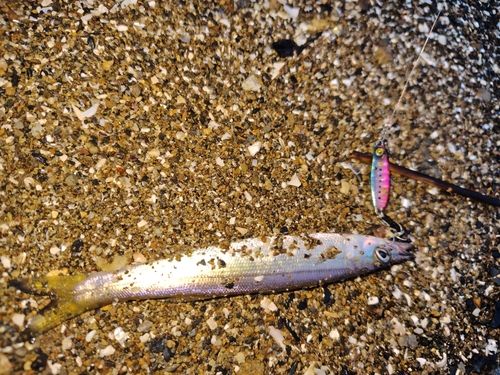 カマスの釣果