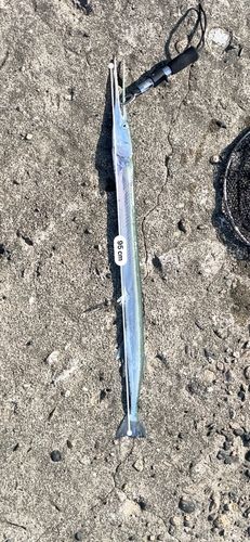 ダツの釣果