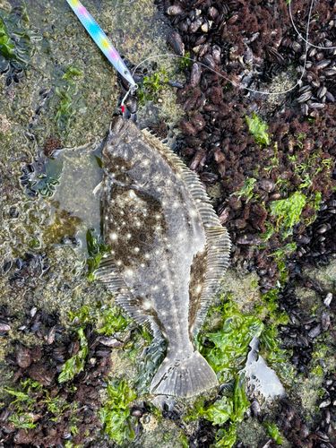 ヒラメの釣果