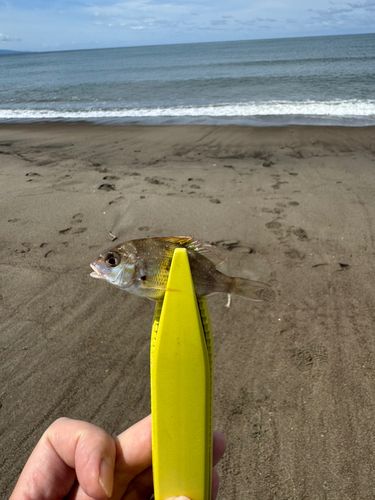 タイの釣果