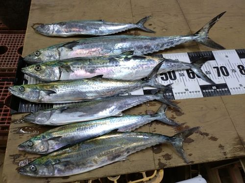 サワラの釣果