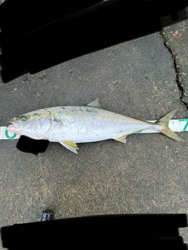 ワラサの釣果