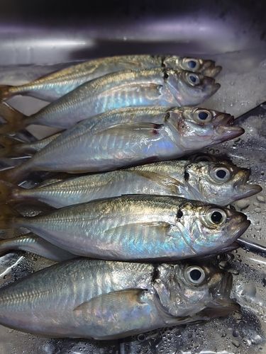 アジの釣果