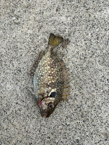 アイゴの釣果