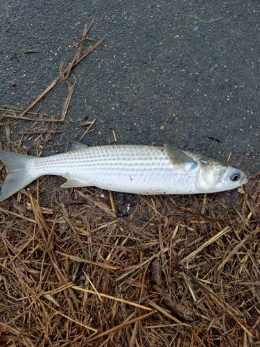 ボラの釣果