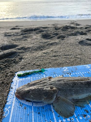 マゴチの釣果