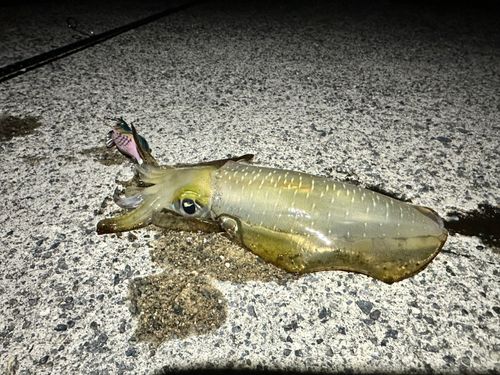 アオリイカの釣果